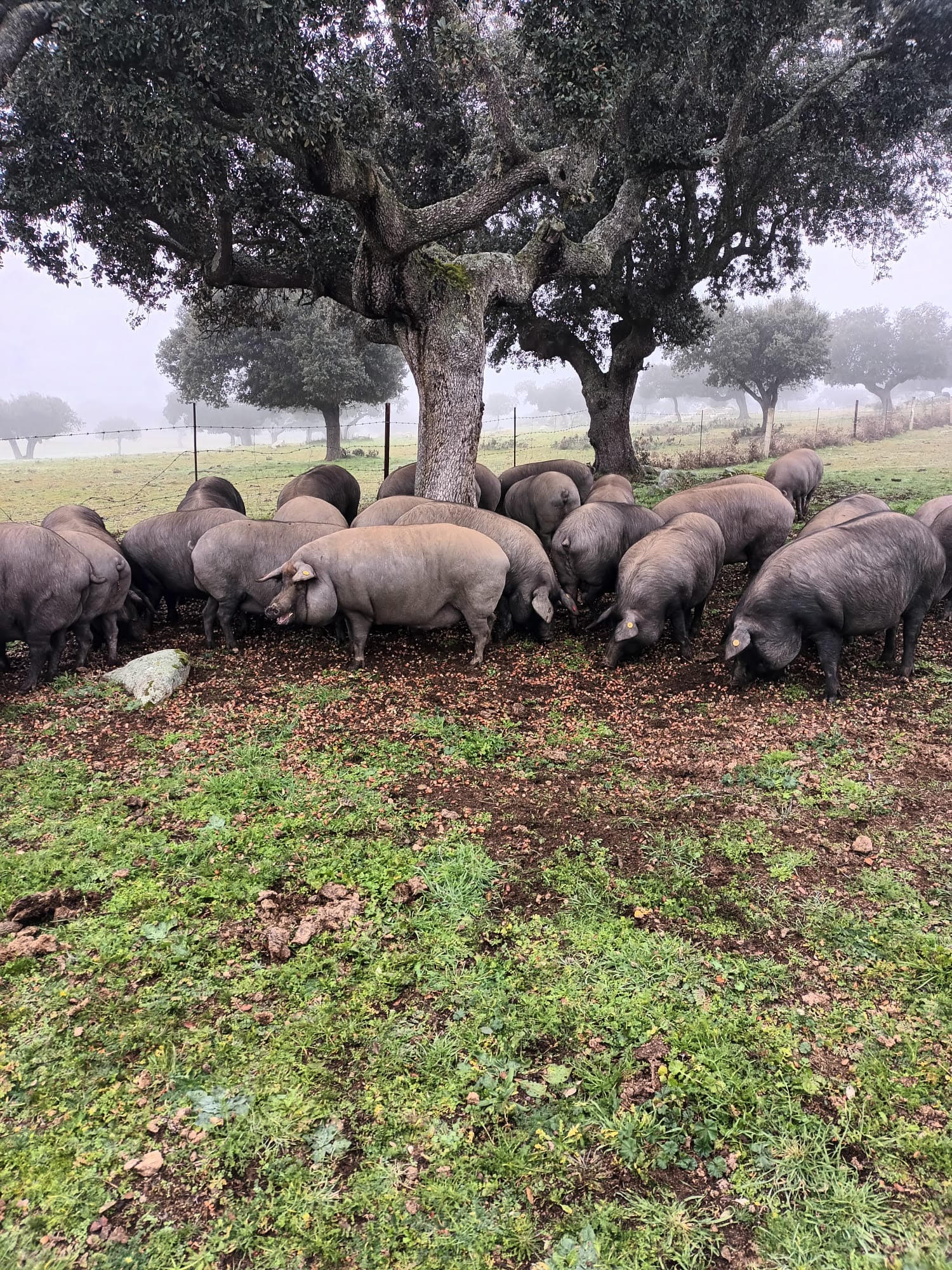 Dehesa finca Espayos